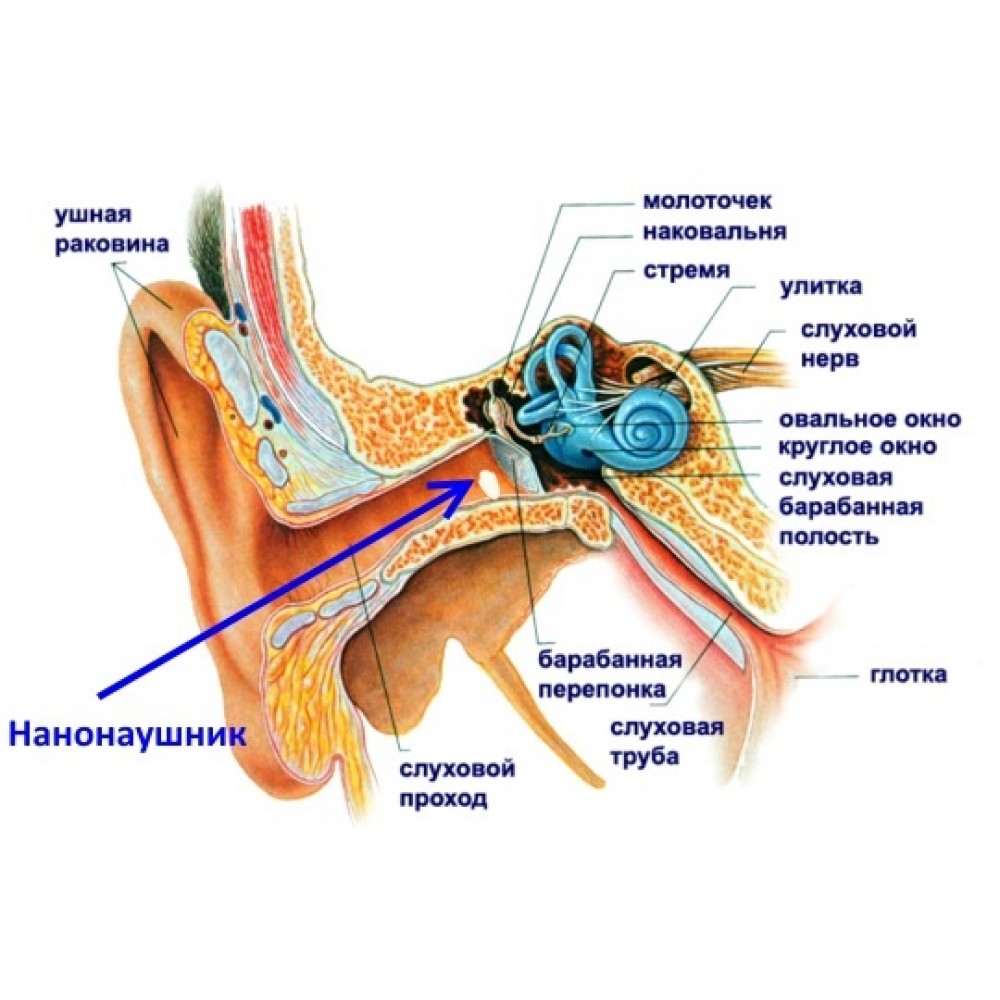 Верные признаки органов слуха человека. Орган слуха анатомия уха строение. К органу слуха относится часть внутреннего уха. Строение органа слуха. Строение внутреннего уха орган слуха.